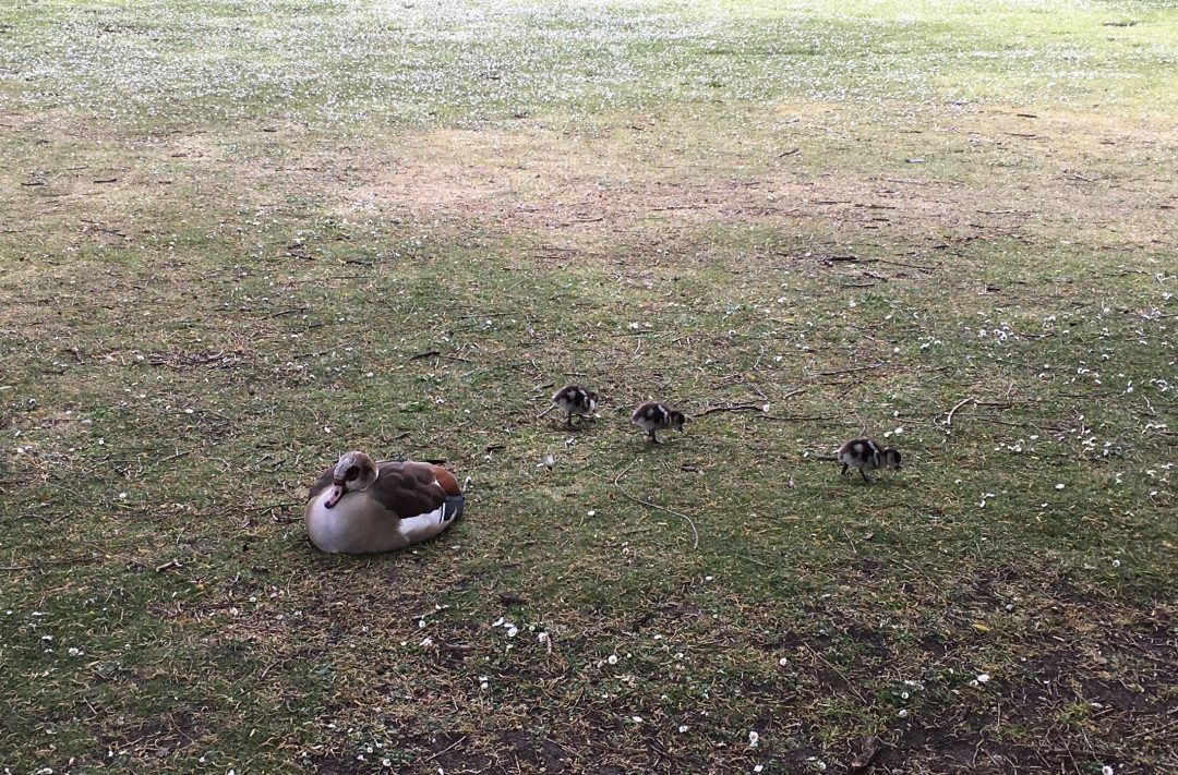 Duck Life?